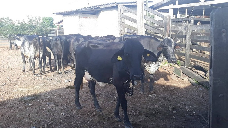 Vacas com gene A2A2 na Fazenda Toca da Onça